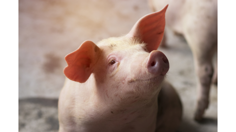 Close-Up Of Piglet At Farm