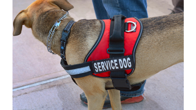 Service dog