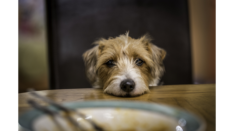 Dog Begging At Table