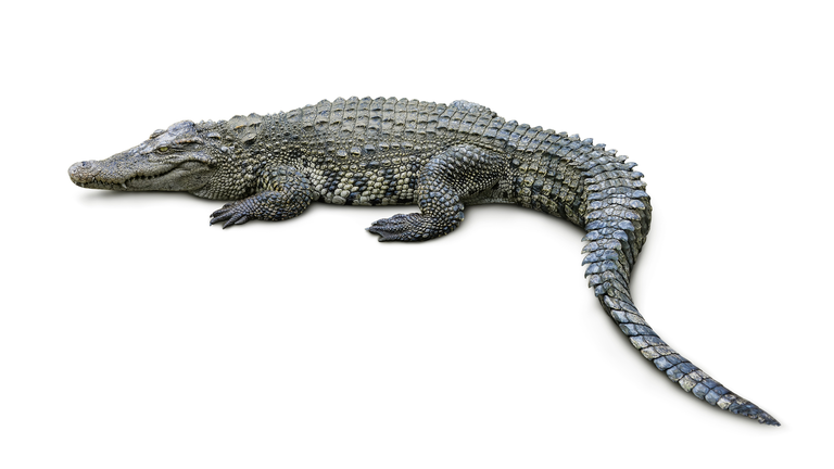 Crocodile