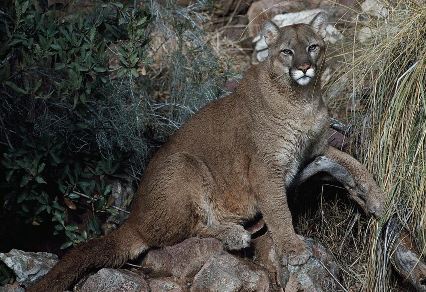 Cougar, Puma or Mountain Lion (Puma concolor)