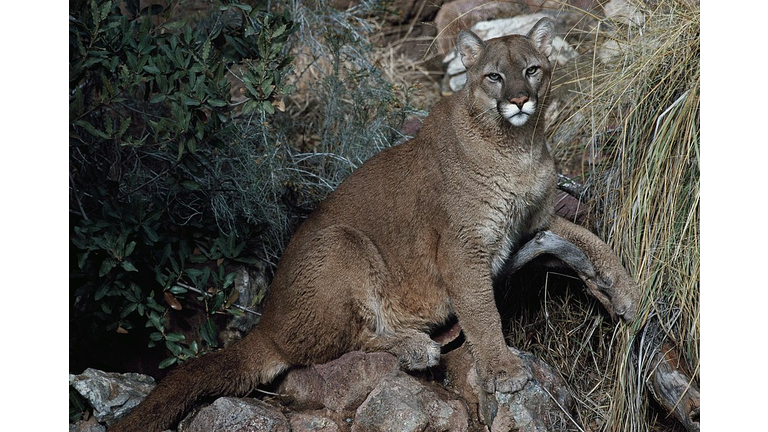 Cougar, Puma or Mountain Lion (Puma concolor)