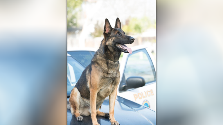 Long Beach police dog dies in hot car
