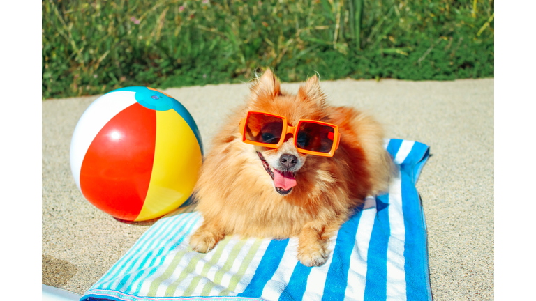 Dog Wearing Sunglasses, Pomeranian, Dog On Vacation, Happy Dog, Funny Dog, Dog Summer