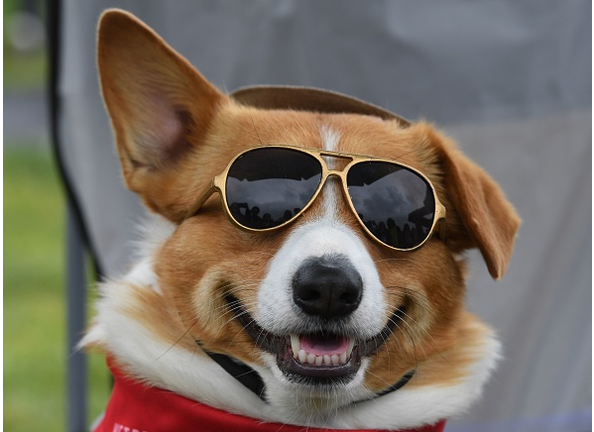 US-DOGS-RACE-CORGI