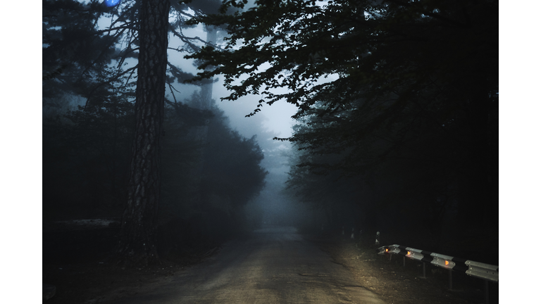 Road in forest