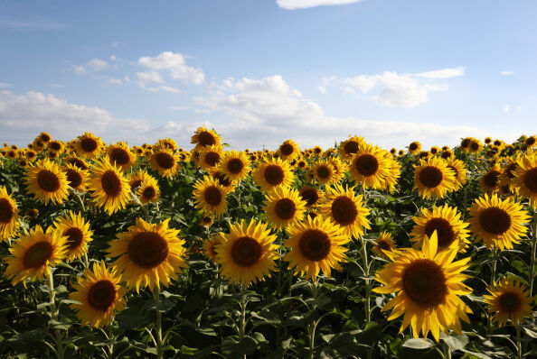 Farmer Planted Over Two Million Sunflowers So People Could Enjoy The Outdoors