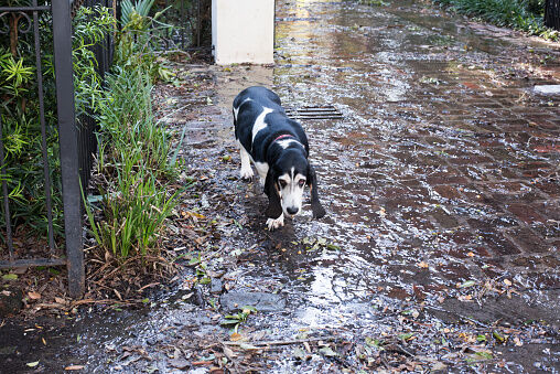 Dogs in Hurricane