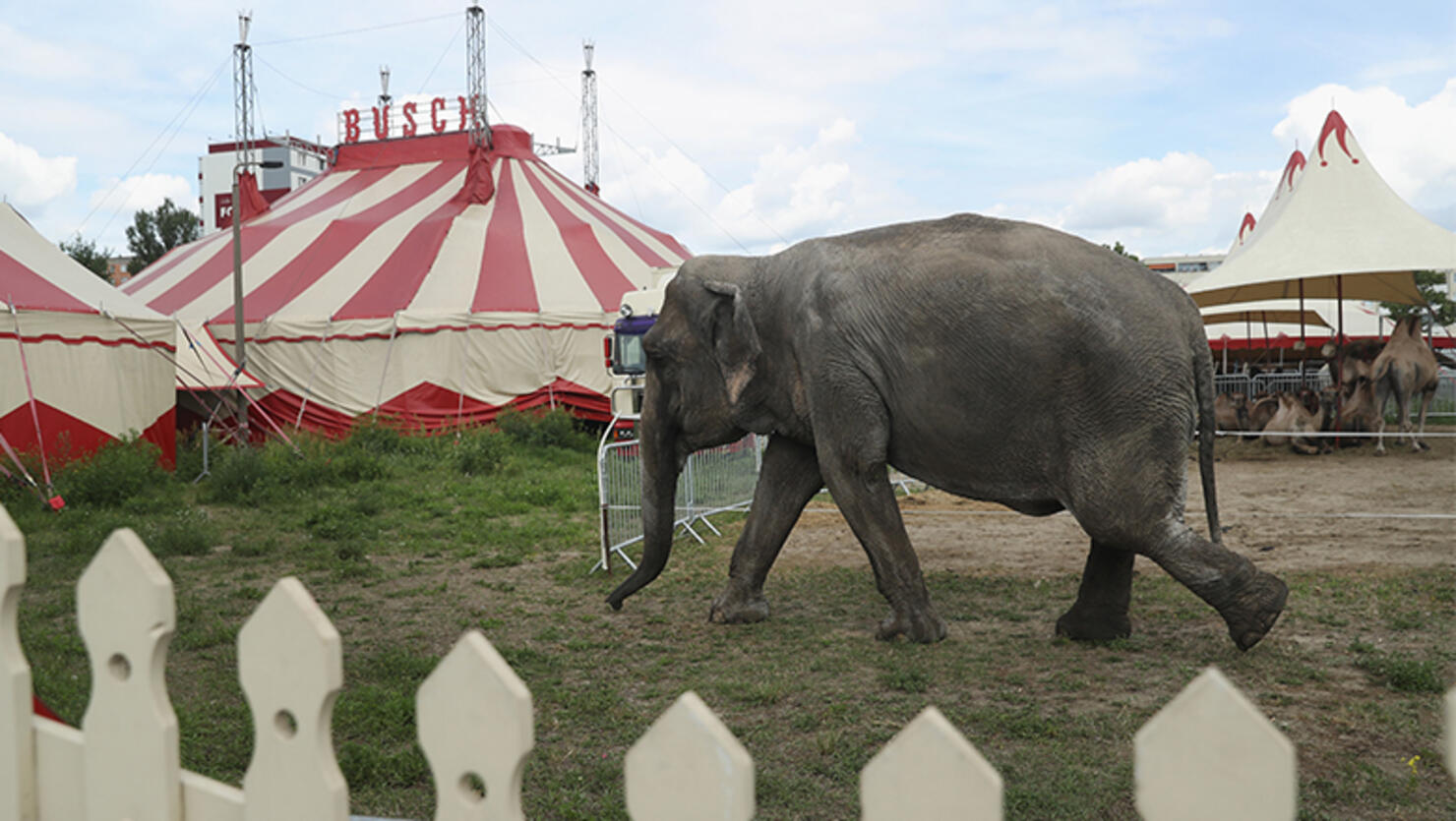 Maja The Elephant Takes A Walk