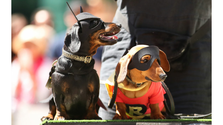 Annual Dachshund Race Celebrates Start Of Oktoberfest In Australia