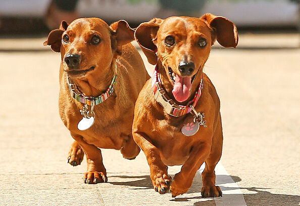 100 Dachshunds Hit The Park to Raise Money for Other Unfortunate Dachshunds