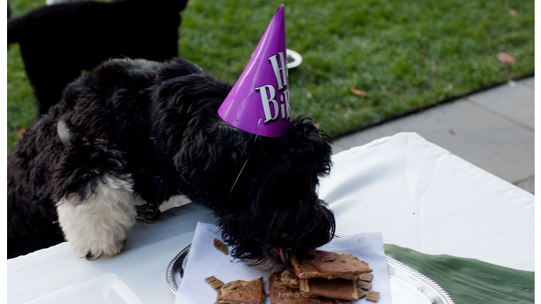 Birthday Party For Obama Family Dog Bo