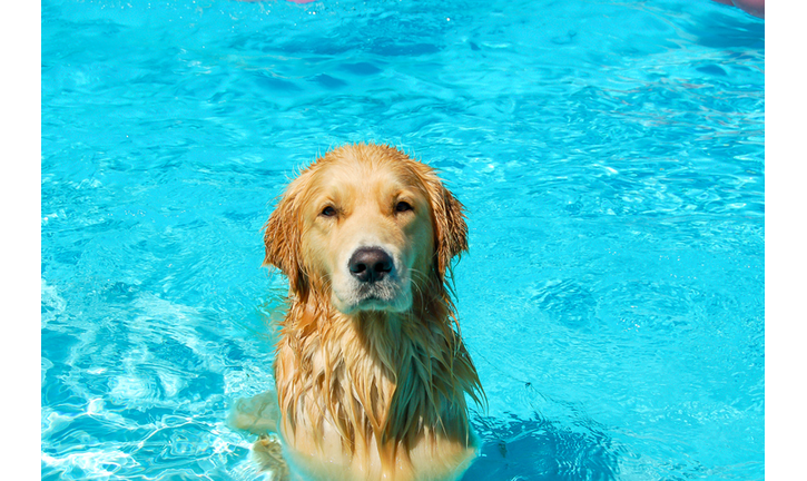 Inflatable Dog Pool is About to Be Back in Stock