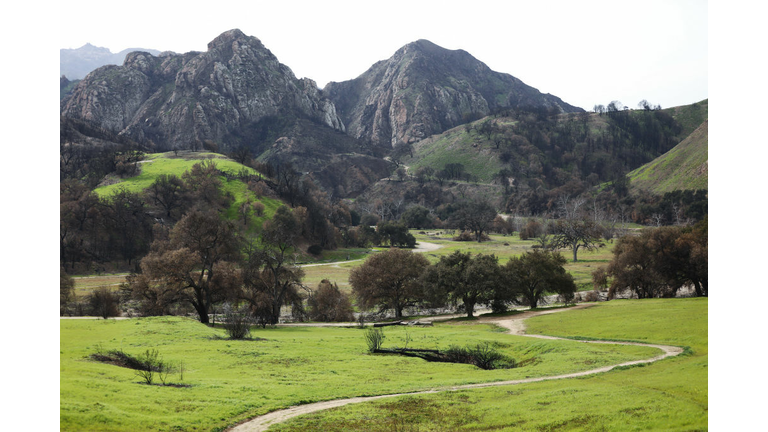 Vegetation Begins To Regrow Within Santa Monica Mtns In Woolsey Fire Area Helped In Part With Rainfall Amount