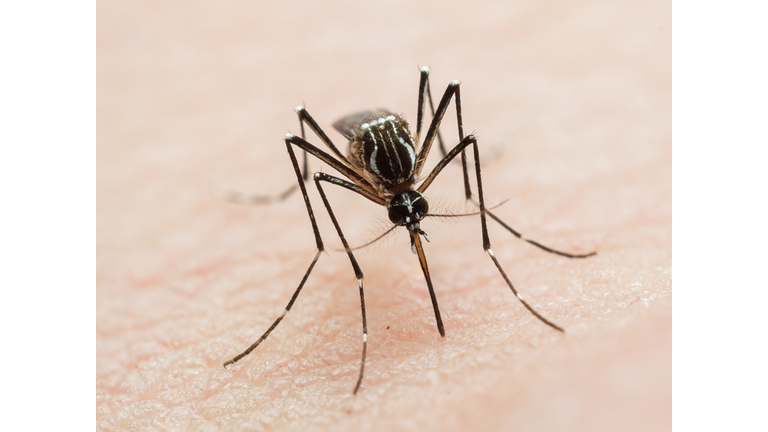 Aedes aegypti biting human skin