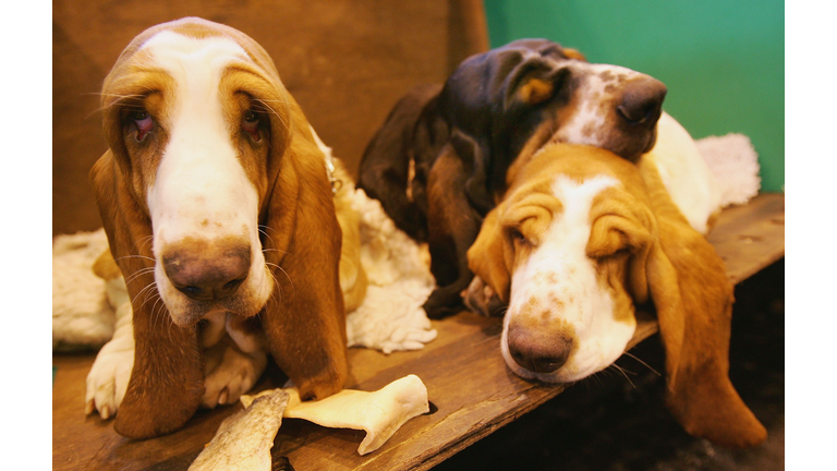 GBR: The 2005 Crufts Dog Show
