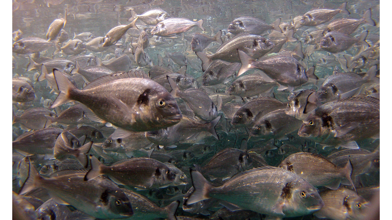 FRANCE-FISHERIE-AQUACULTURE