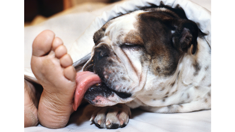 An English bulldog enjoys morning in bed