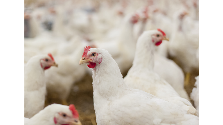 Hens in the henhouse