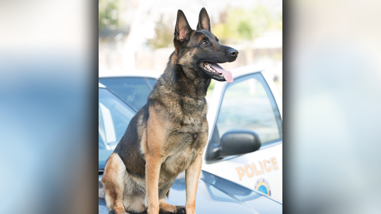 Long Beach Police Dog Death Investigative File Submitted to DA