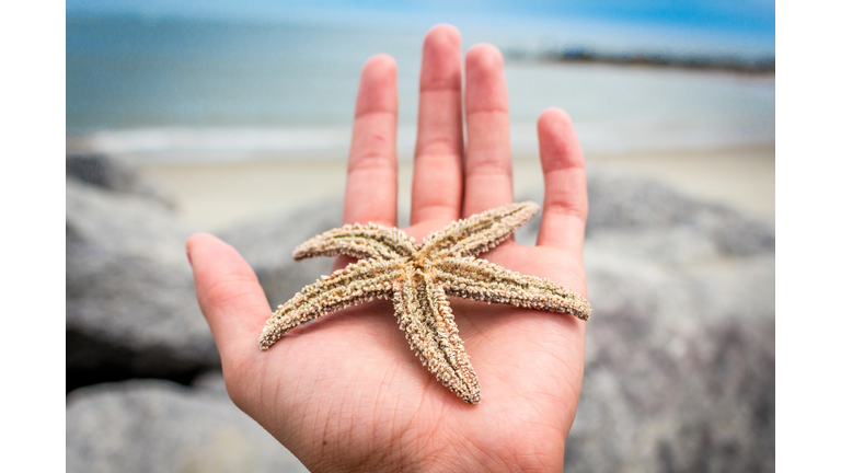 Folly Beach Star Fish