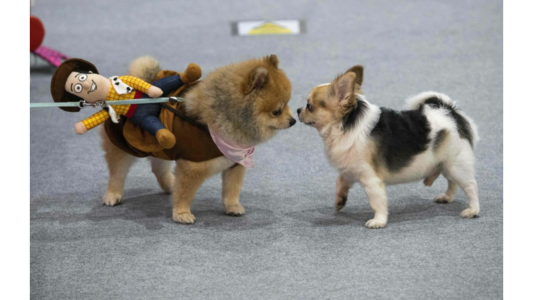 THAILAND-PETS-EXPO
