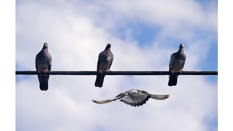 US-FEATURE-BIRDS