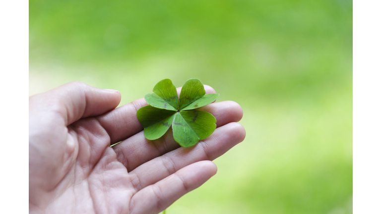 Woman's hand holding four leaf clover