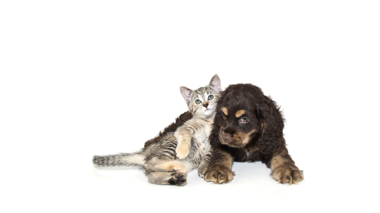 Very sweet kitten lying on puppy