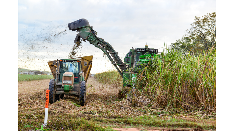 Sugar Cane Harvesting in Louisiana USA