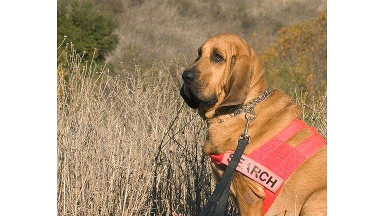 Bloodhound 