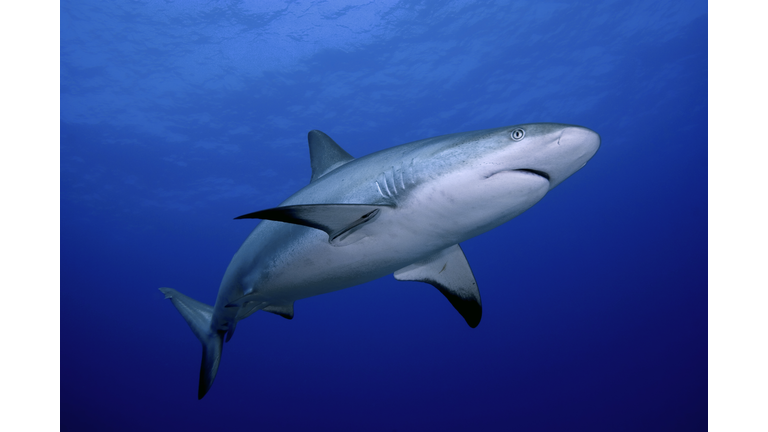 A close-up of a dangerous reef shark