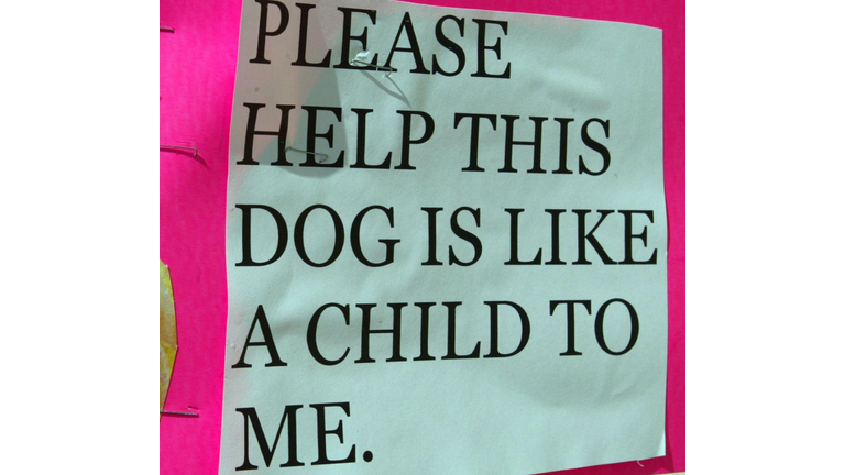 Paris Hilton Lost Dog Poster