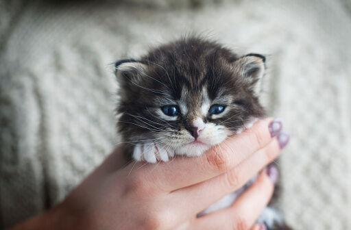 Kitten Bowl 2020 Airs This Sunday!