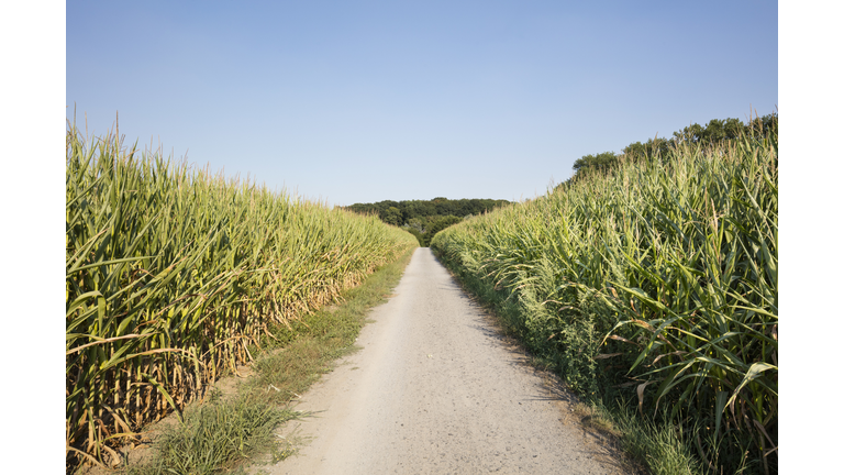 germany, North Rhine-Westphalia, maizefields, empty way