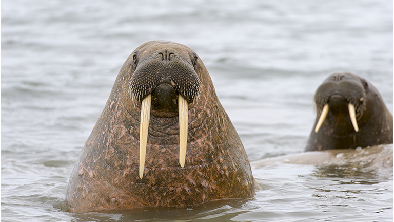 Walruses (Odobenus rosmarus) popping their heads out of the