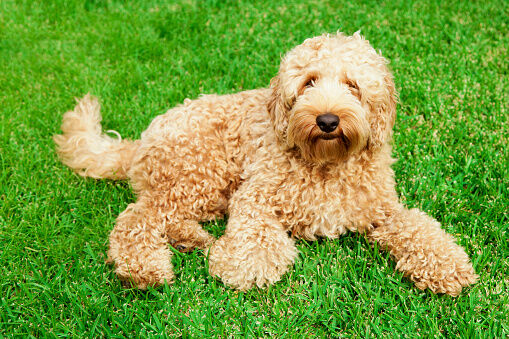 Cute labradoodle on a grassy field