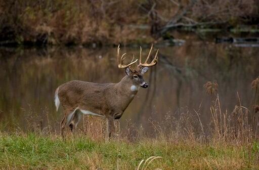 MN DNR Reveals Changes For 2020 Deer Hunting Season | K102 | Muss