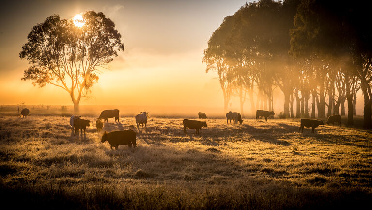 cattle in the morning