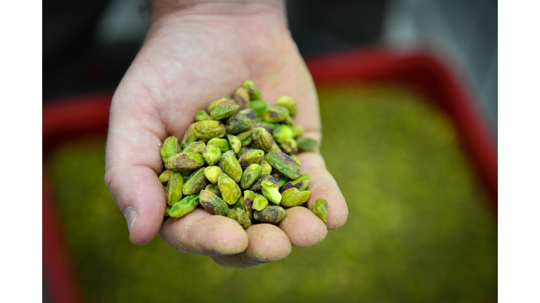 FRANCE-AGRICULTURE-ENVIRONMENT-FOOD-PISTACHIOS