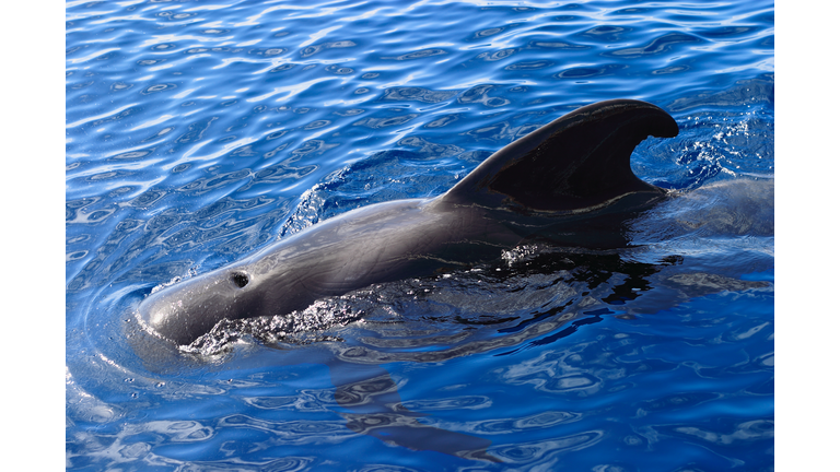 Pilot Whale, Atlantic Ocean.