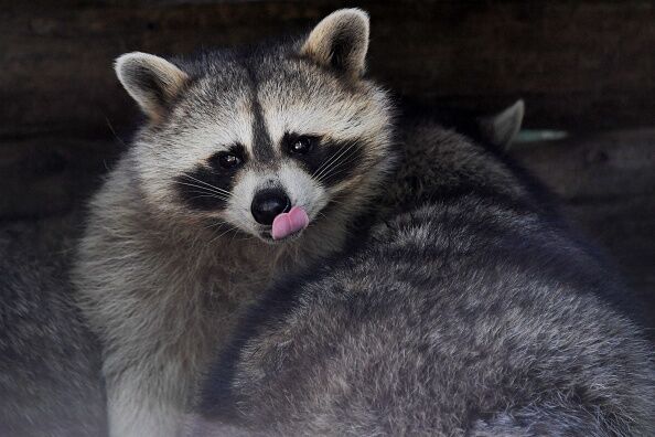 FRANCE-ANIMALS