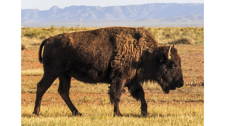 MEXICO-ECOLOGY-BISON