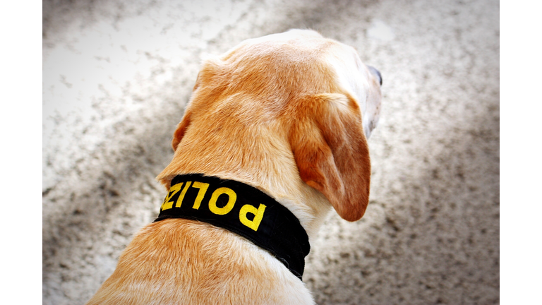 Close-Up Of Police Labrador Retriever