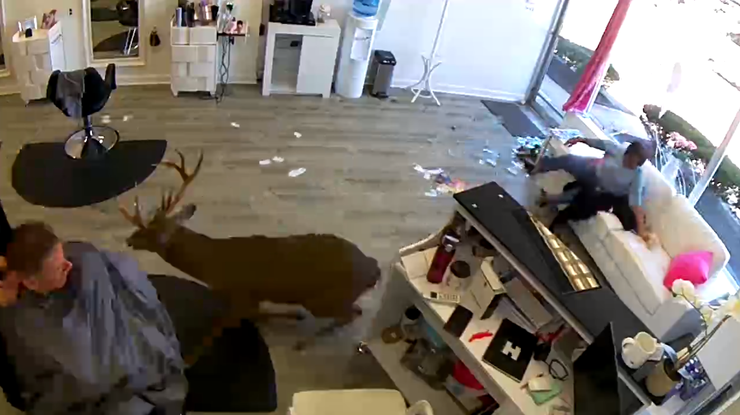 Image result for deer in salon shop