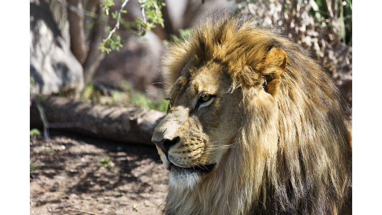 Distinguished lion portrait
