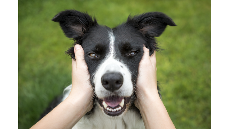 Young girl holding head of a Beautiful Border Collie dog
