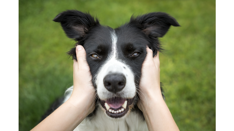 Border Collie