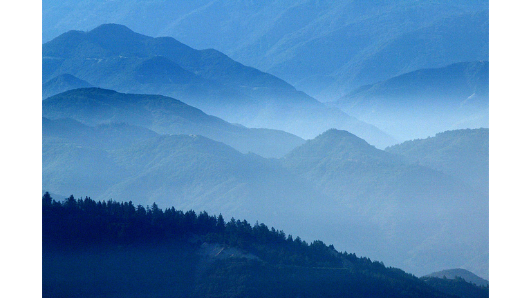 Beetles Bring Devastation And Extreme Fire Danger To Southern California Forests