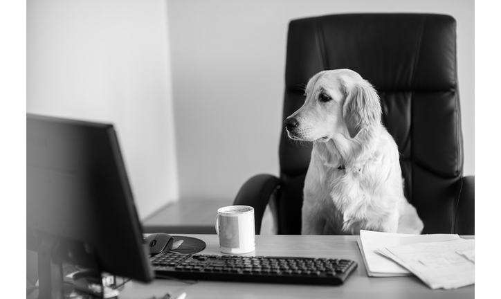 Dog Sitting Chair By Table